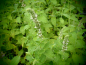 Preview: 18869 / Mentha spicata 'Fuzzy Spearmint'
